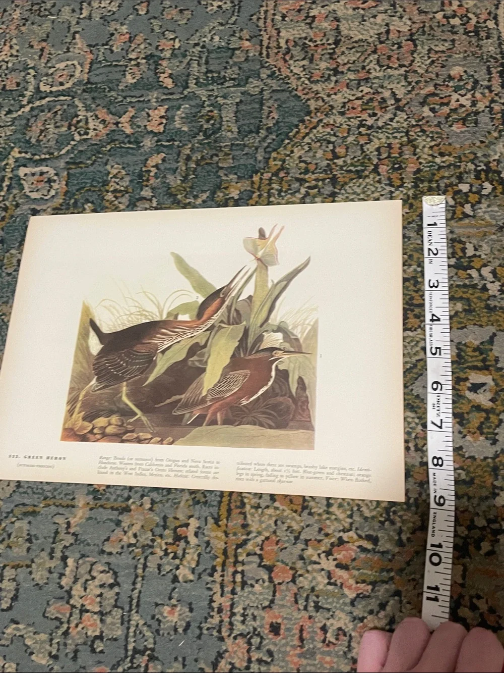 Vintage Green Heron Nature Print Wall Art - Brown and Green